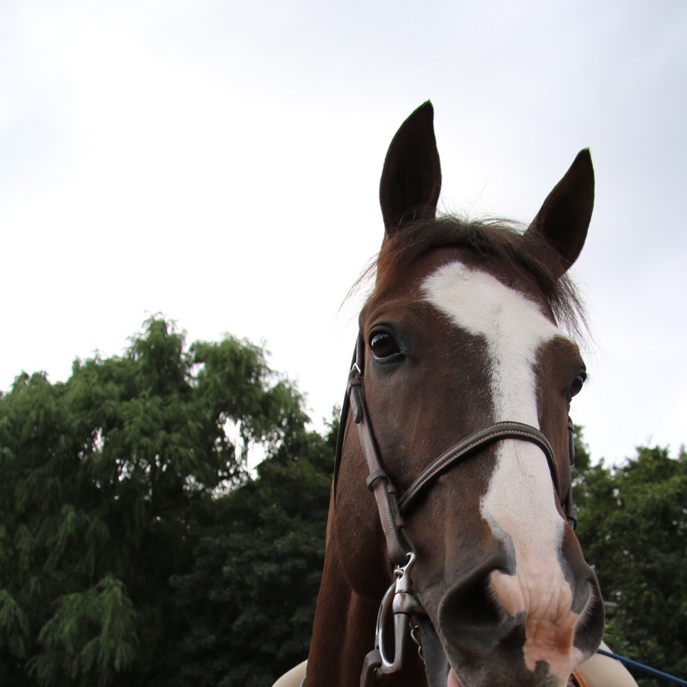 Meet your Posher, Mina